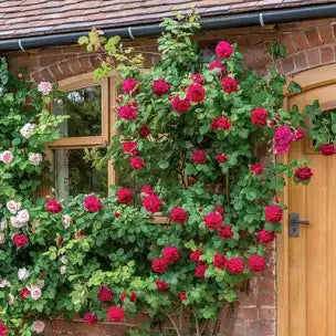 Elegant Climbing Rose Flower Seeds
