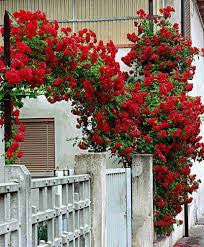 Elegant Climbing Rose Flower Seeds