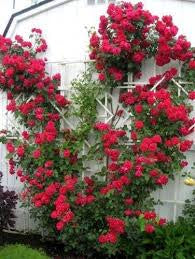 Elegant Climbing Rose Flower Seeds