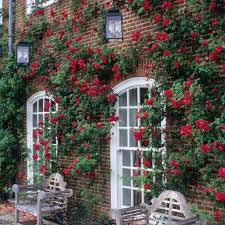 Elegant Climbing Rose Flower Seeds