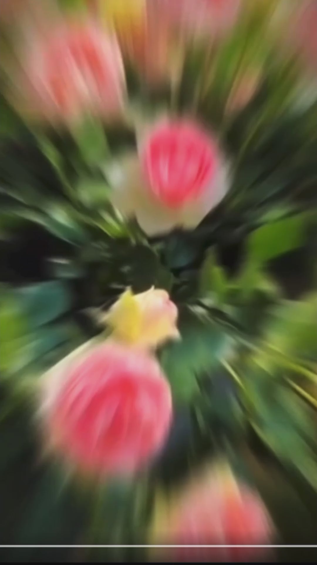 Elegant Climbing Rose Flower Seeds